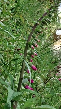 Photo Gallery Image - Foxgloves in the hedgerows